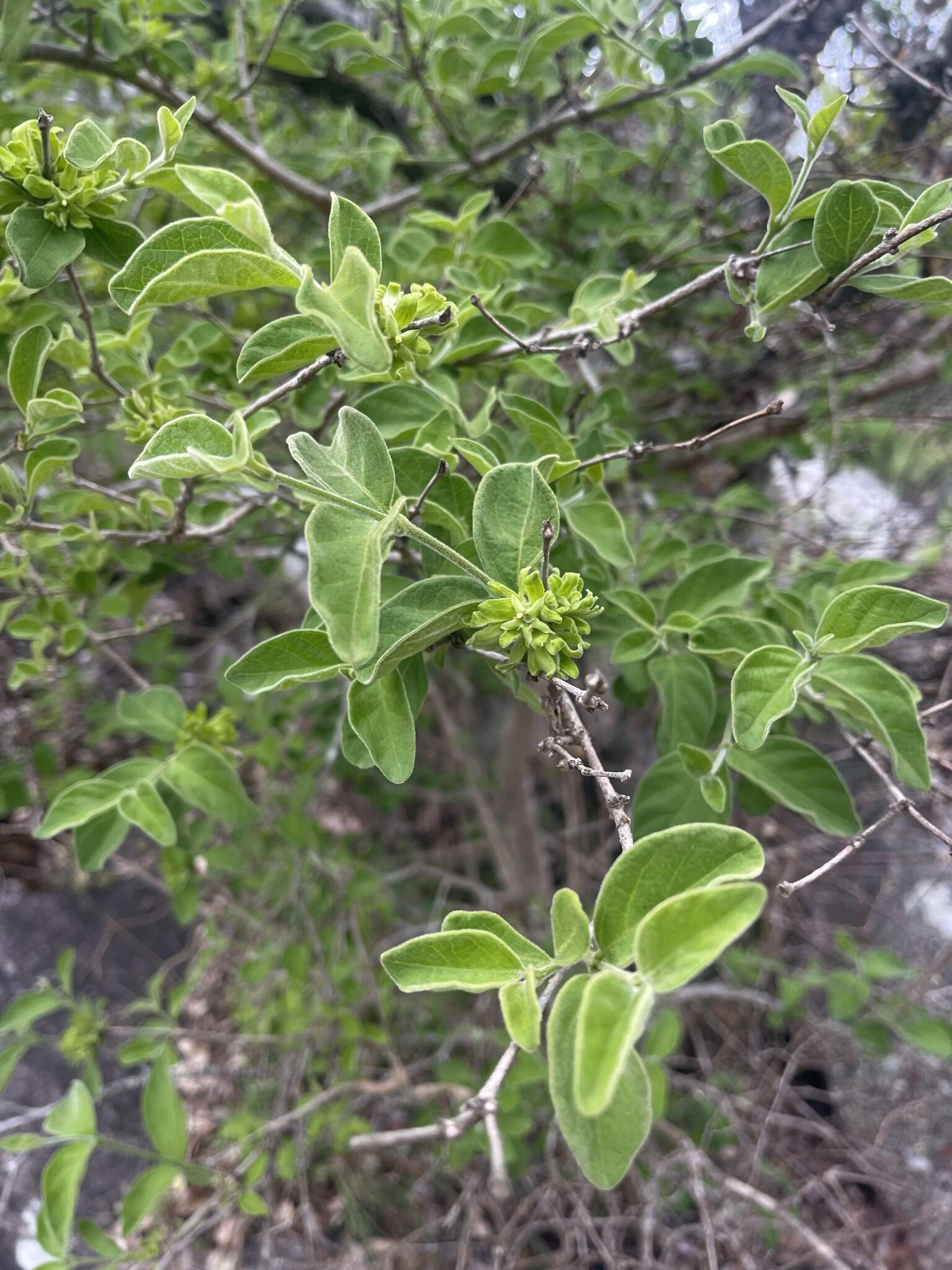 Vangueria macrocalyx Sond. resmi