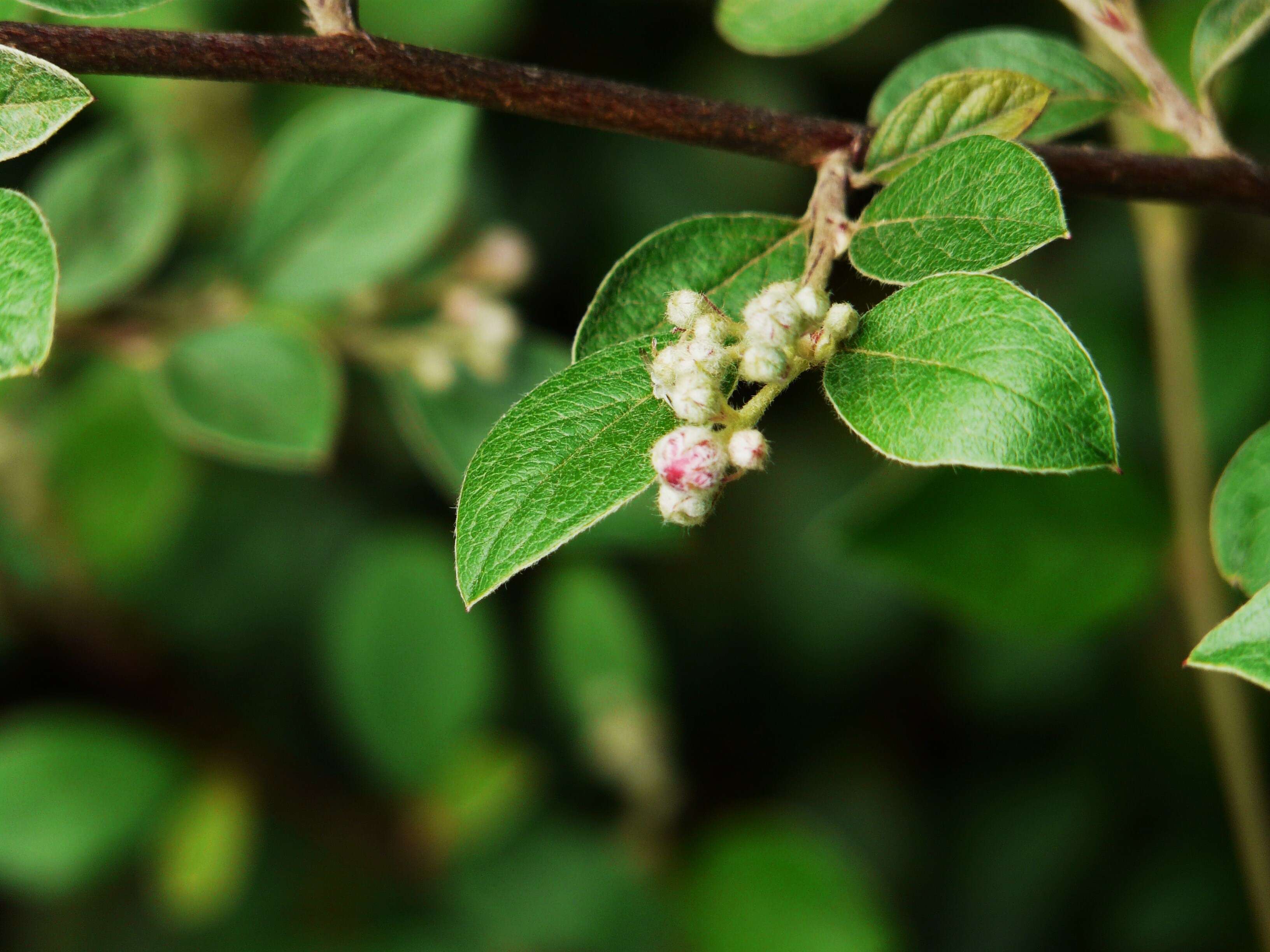 Image of orange cotoneaster