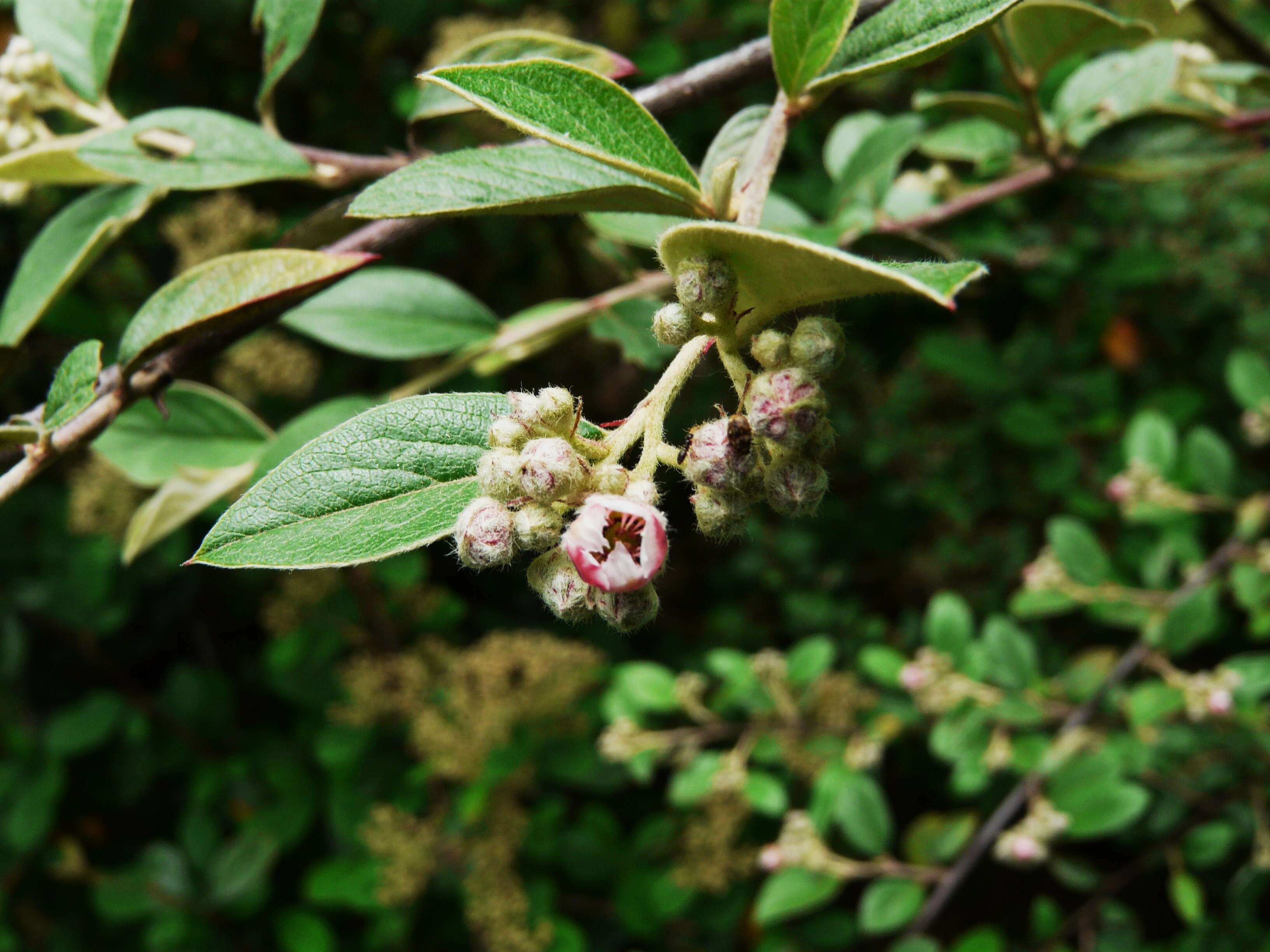 Image of orange cotoneaster