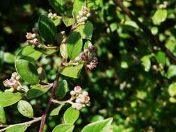 Image of orange cotoneaster