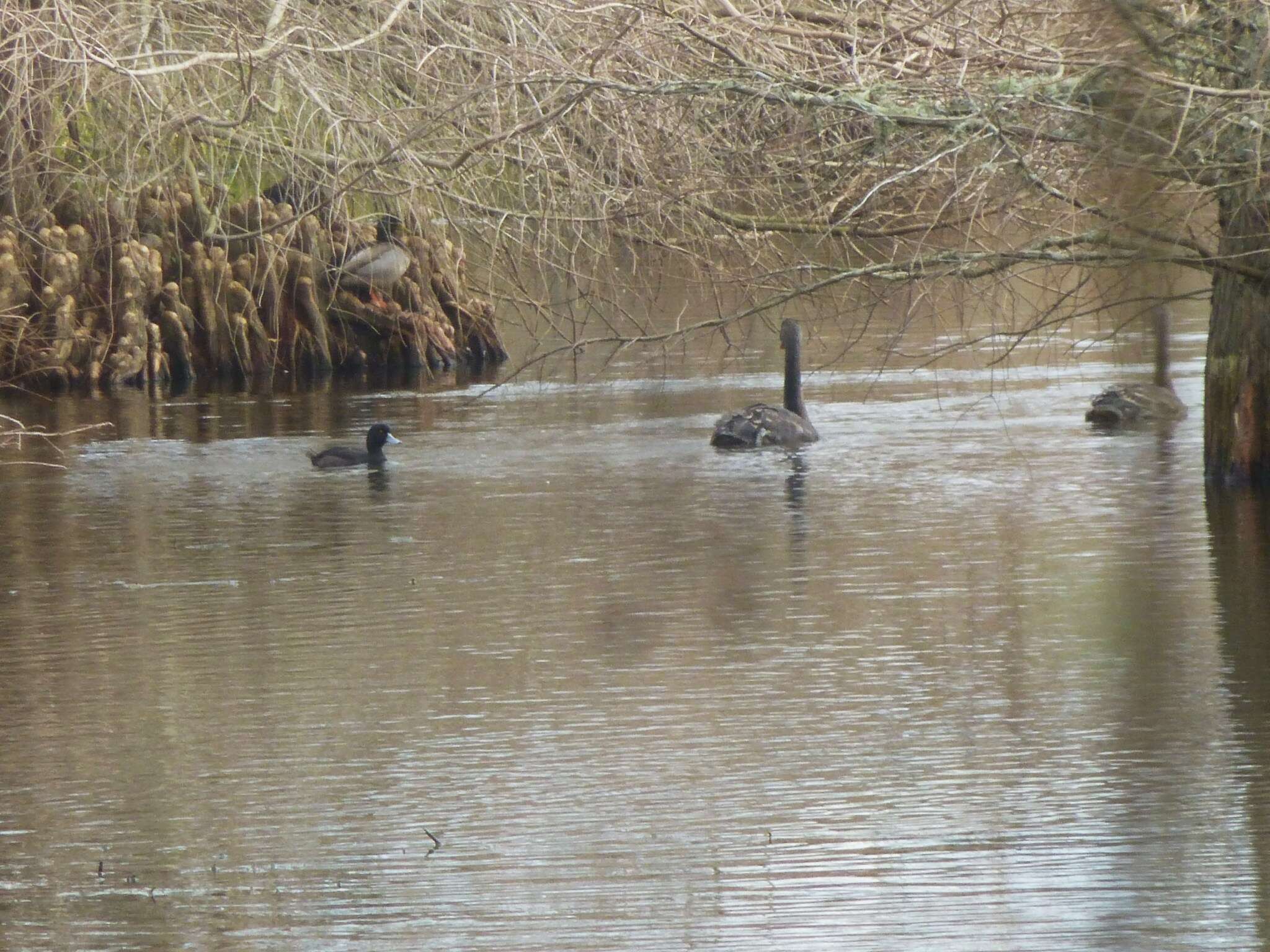 Image of New Zealand Scaup