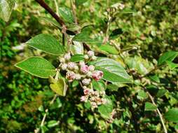 Image of orange cotoneaster