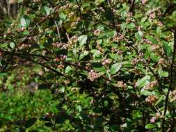 Image of orange cotoneaster