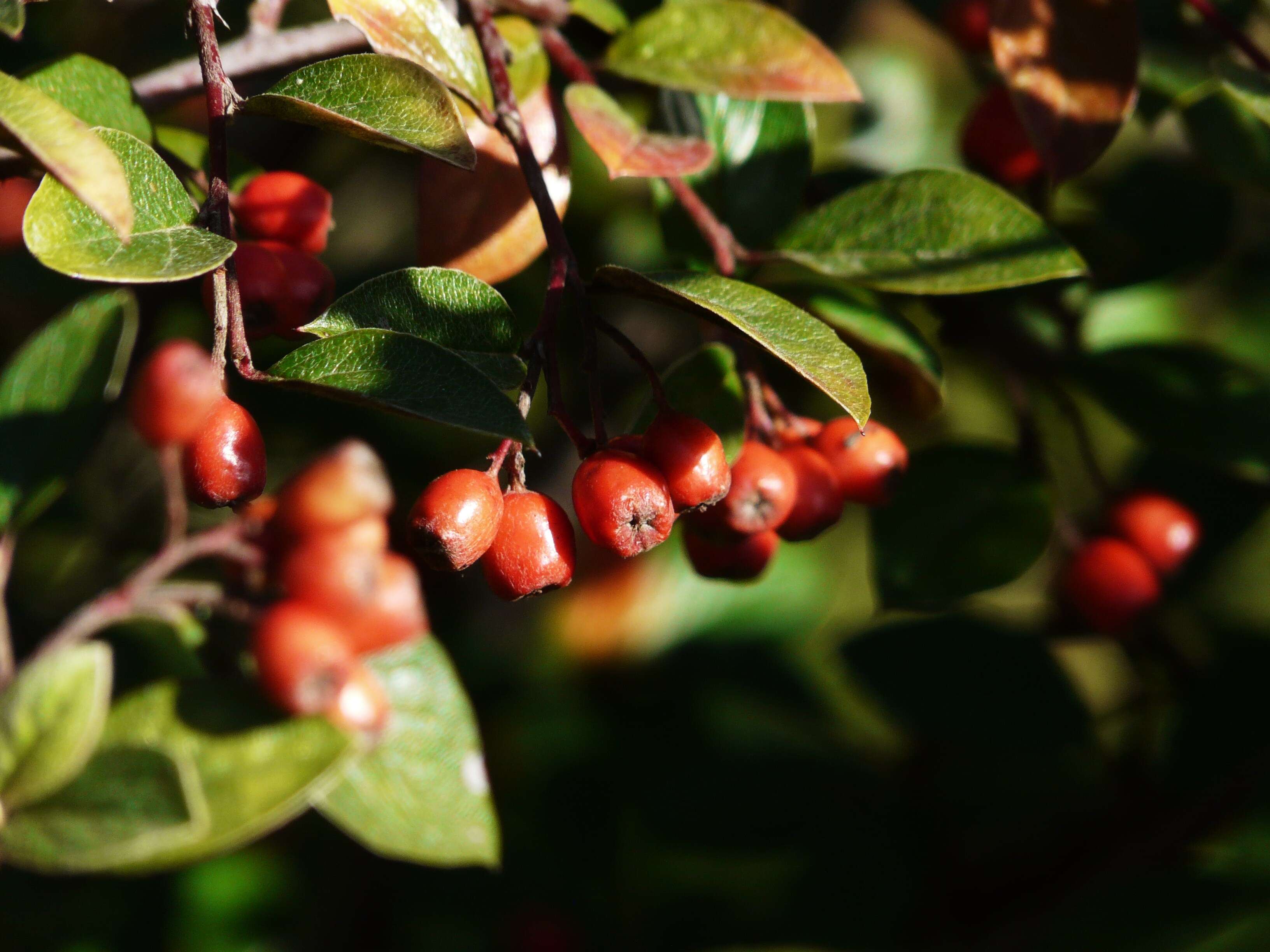 Image of orange cotoneaster