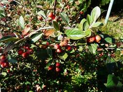 Image of orange cotoneaster