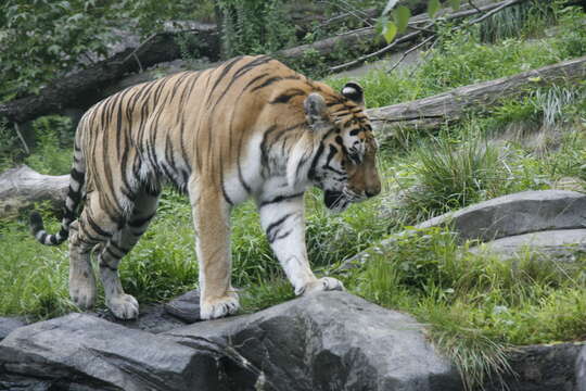 Image of Amur Tiger