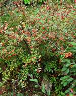 Image of orange cotoneaster