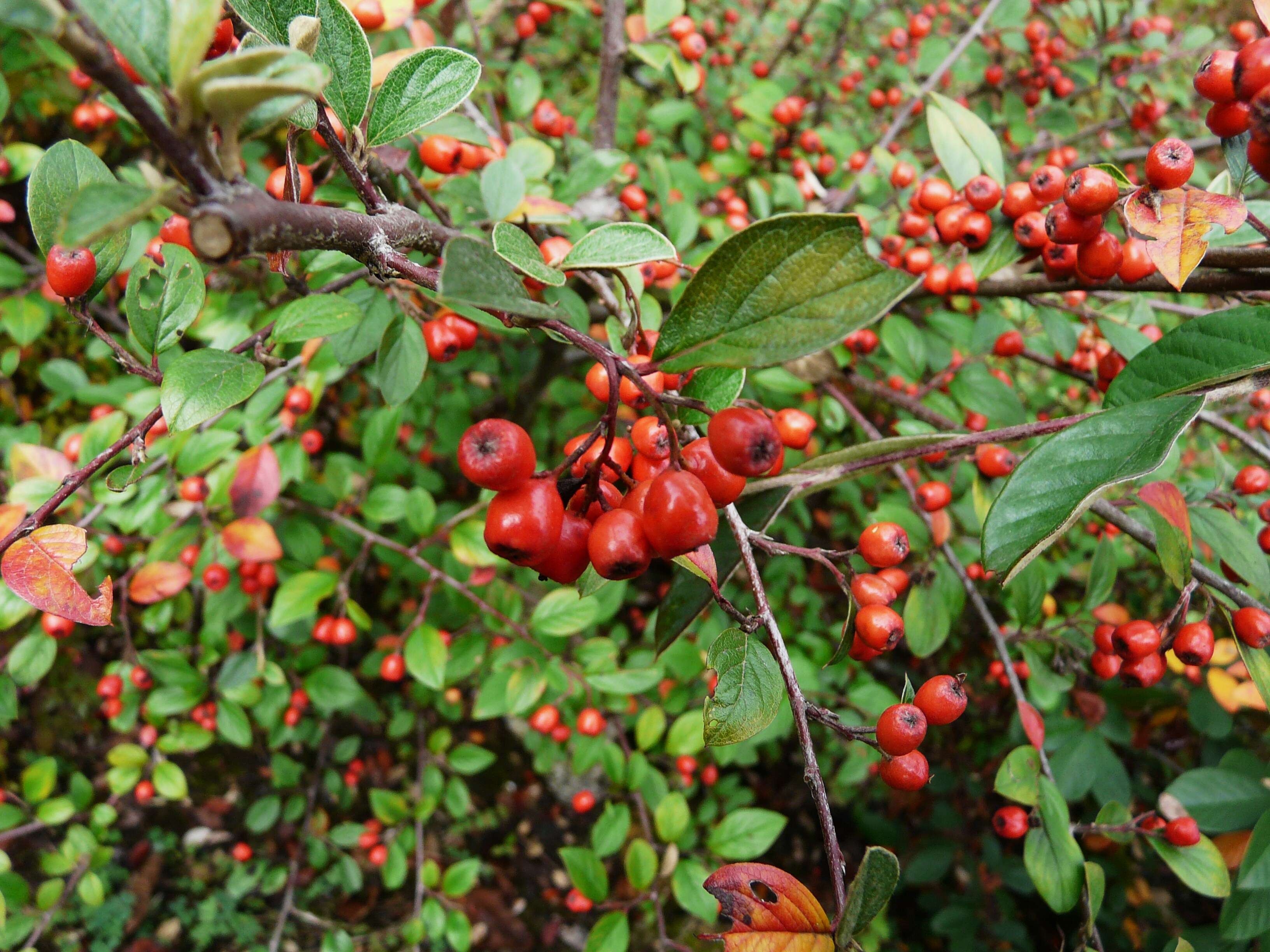 Image of orange cotoneaster