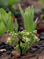 Image of Dichapetalum cymosum (Hook.) Engl.