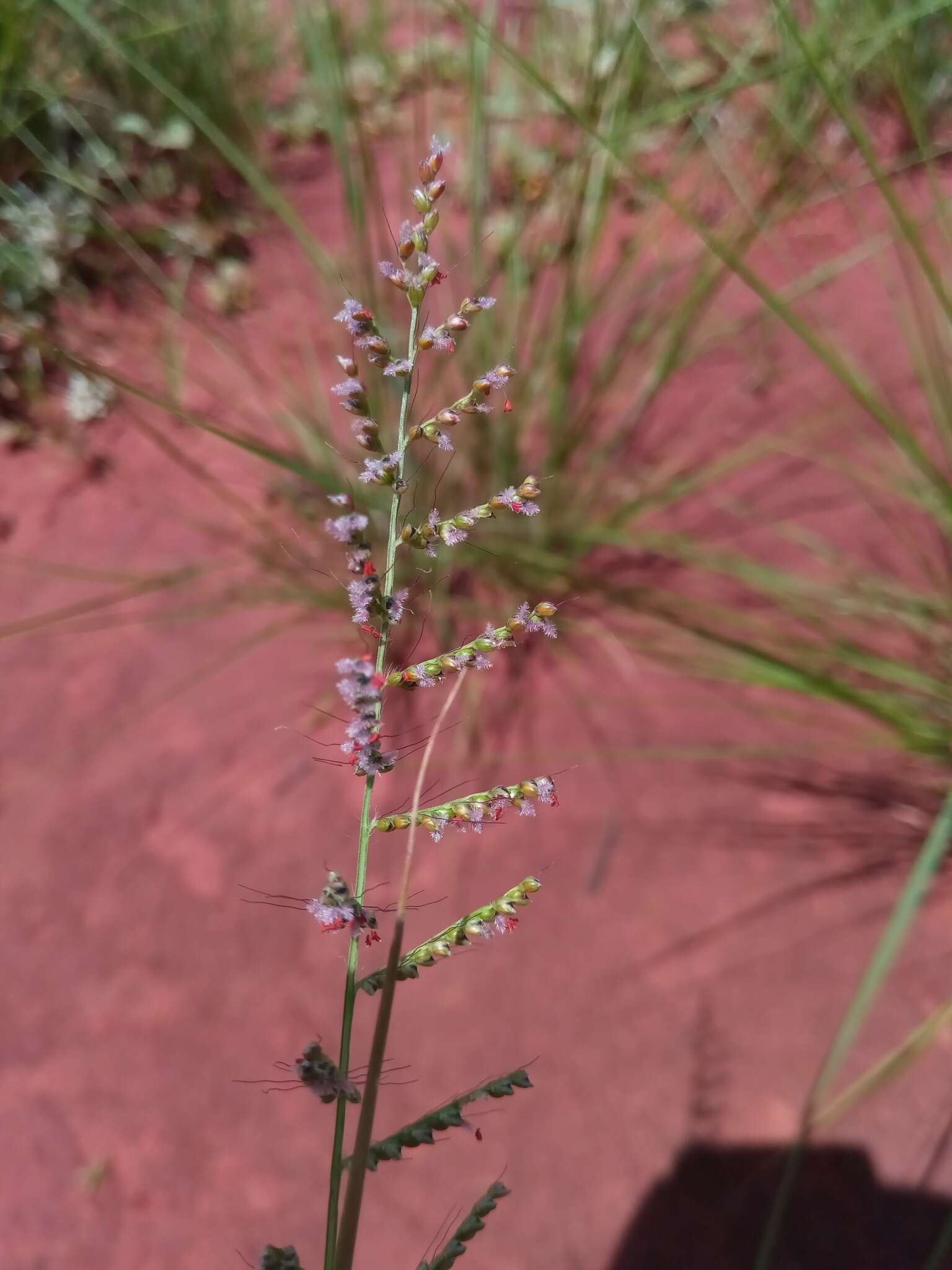 Image of Setaria madecassa A. Camus