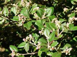 Image of orange cotoneaster