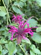 Image of Monarda fistulosa var. rubra A. Gray