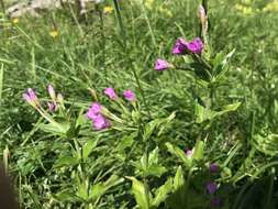 Image of alpine willowherb