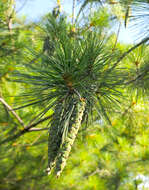 Image of eastern white pine