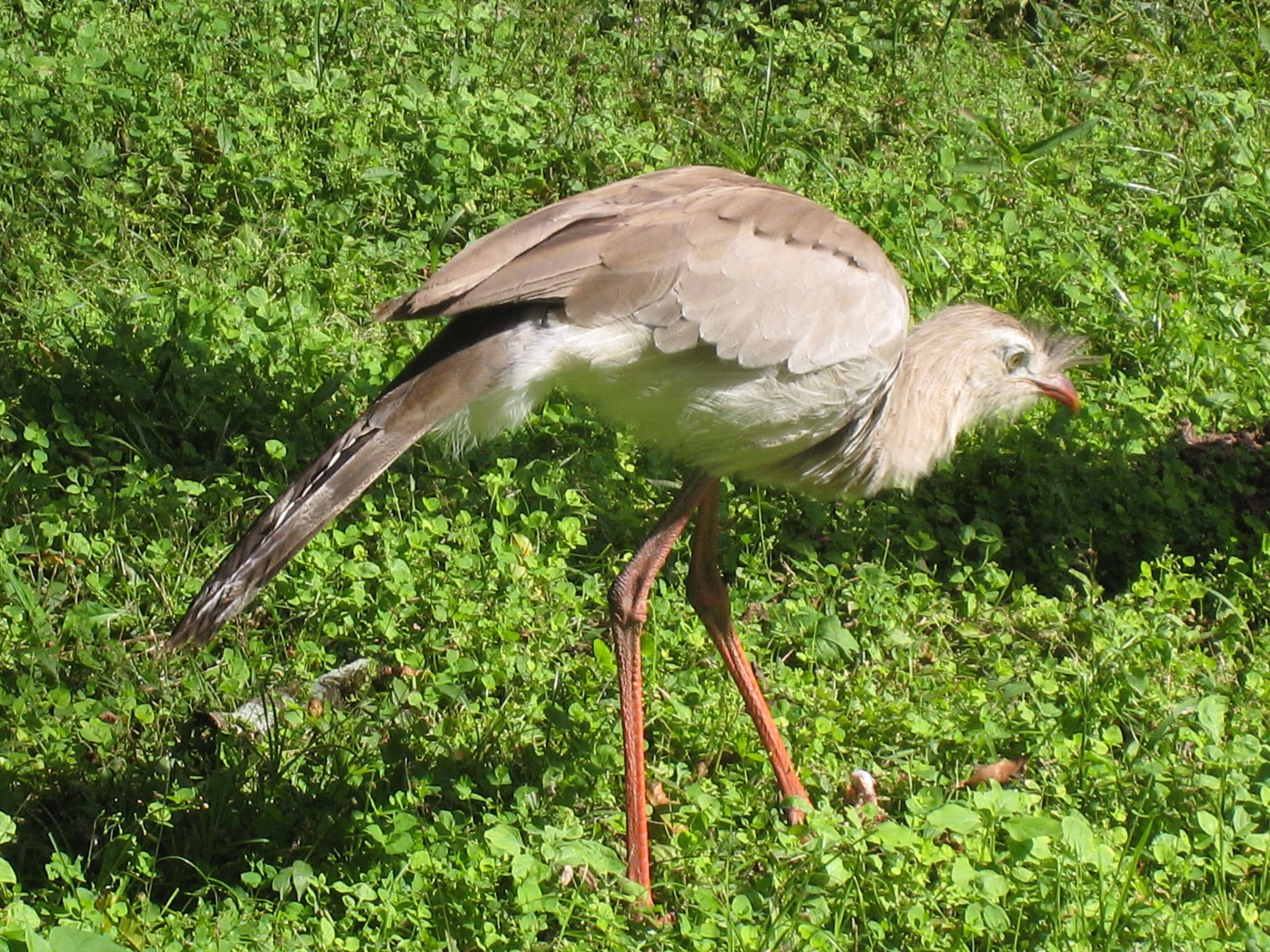 Image of Cariama Brisson 1760