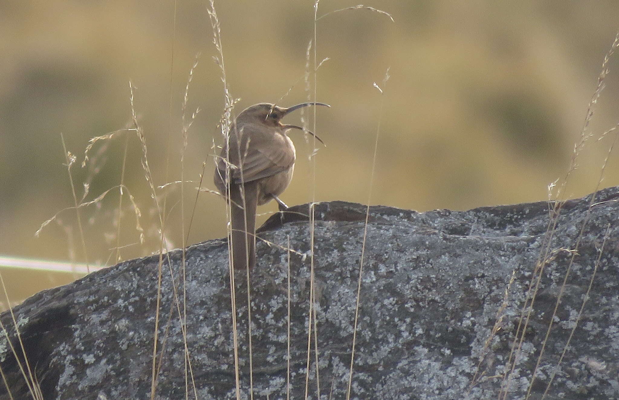 Image of Buff-breasted Earthcreeper