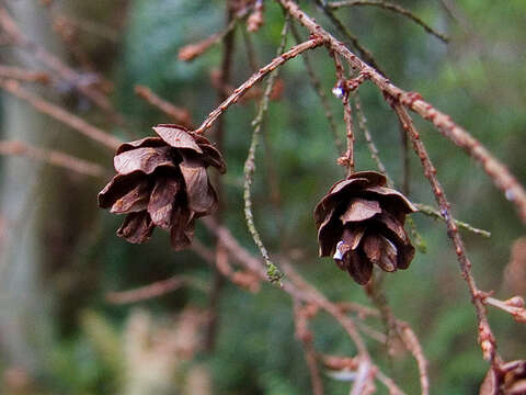 Image of western hemlock