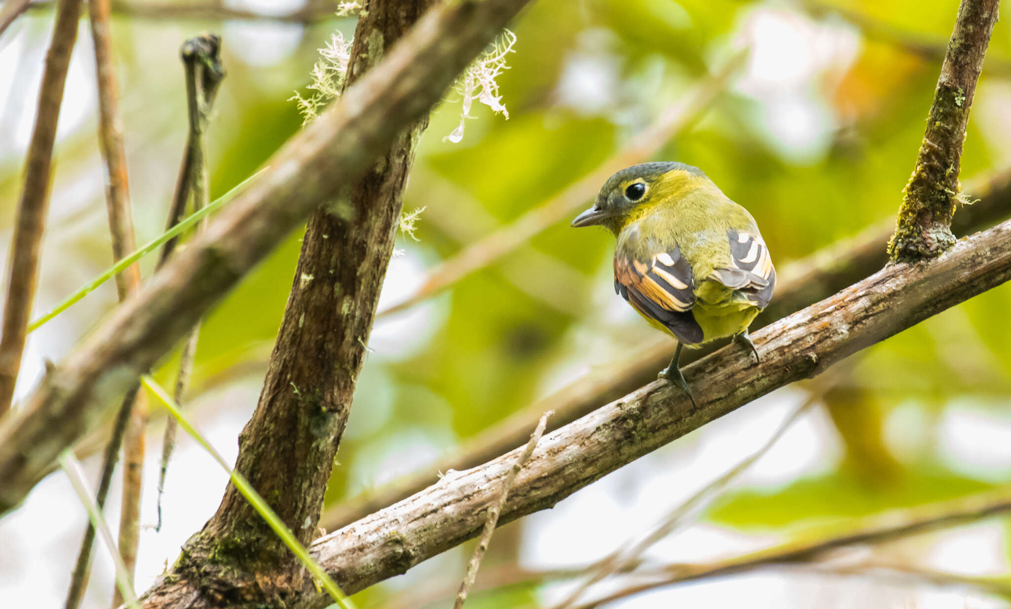 Plancia ëd Pachyramphus versicolor (Hartlaub 1843)