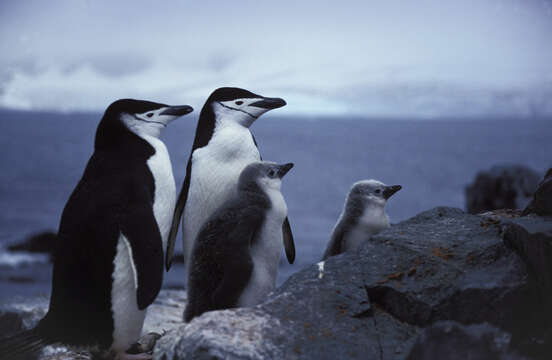 Plancia ëd Pygoscelis antarcticus (Forster & JR 1781)