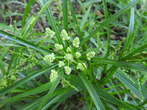 Image of Rush-like flatsedge