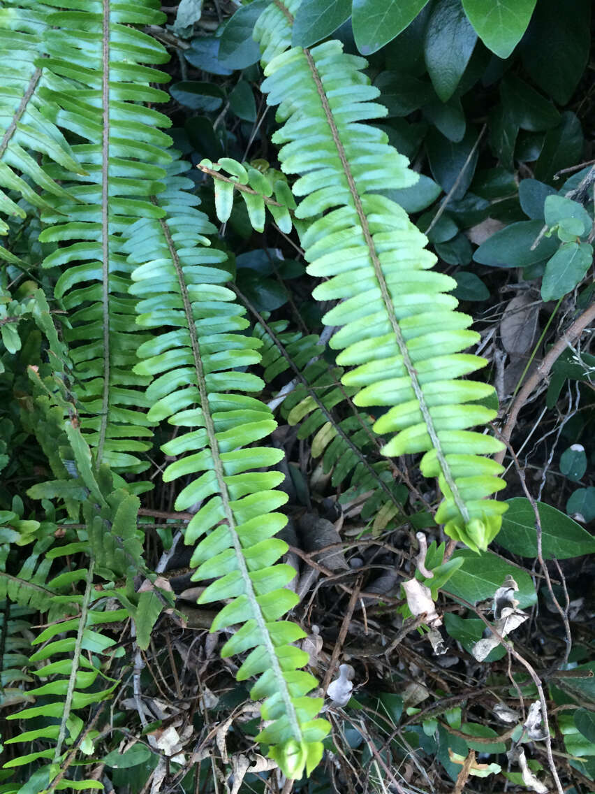 Image of narrow swordfern