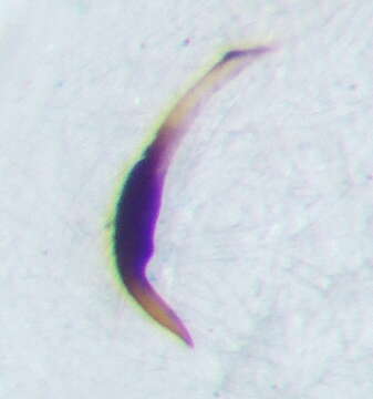 صورة Saldula palustris (Douglas 1874)