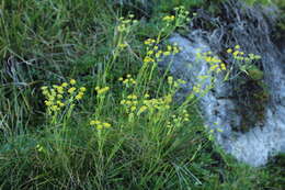 Sivun Bupleurum ranunculoides L. kuva