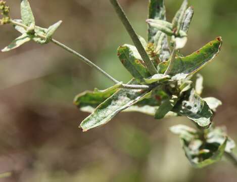 Image of heartsepal buckwheat