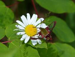 Imagem de Hemaris gracilis (Grote & Robinson 1865)