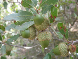 Image of Kermes Oak