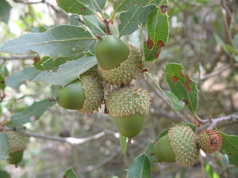 Image of Kermes Oak