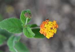 Image of Lantana horrida Kunth