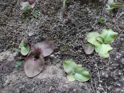 Imagem de Pinguicula macrophylla Kunth