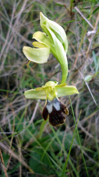 Image of Dark bee orchid