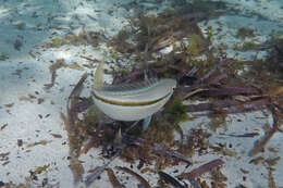 Image of Black stripe butterfish