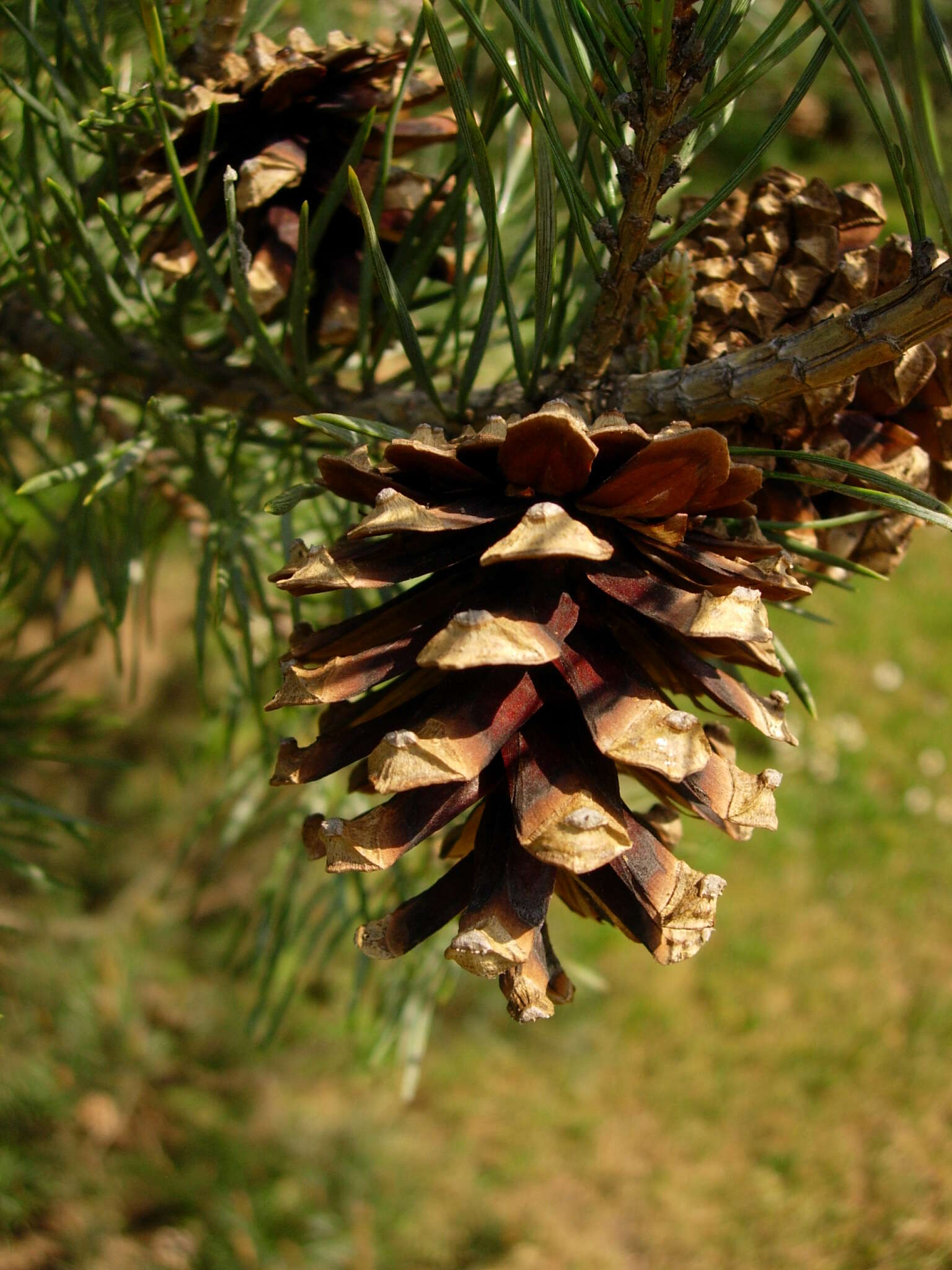 Image of Scotch Pine