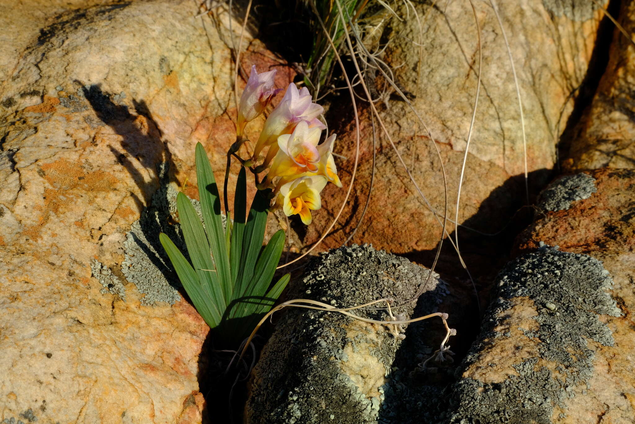 Image of Freesia occidentalis L. Bolus