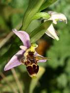 Image of ophrys