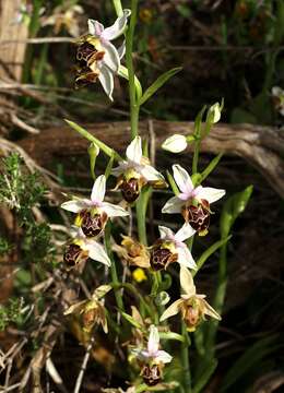 Image of Woodcock bee-orchid