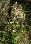 Image of Woodcock bee-orchid