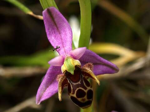 Image of Woodcock bee-orchid