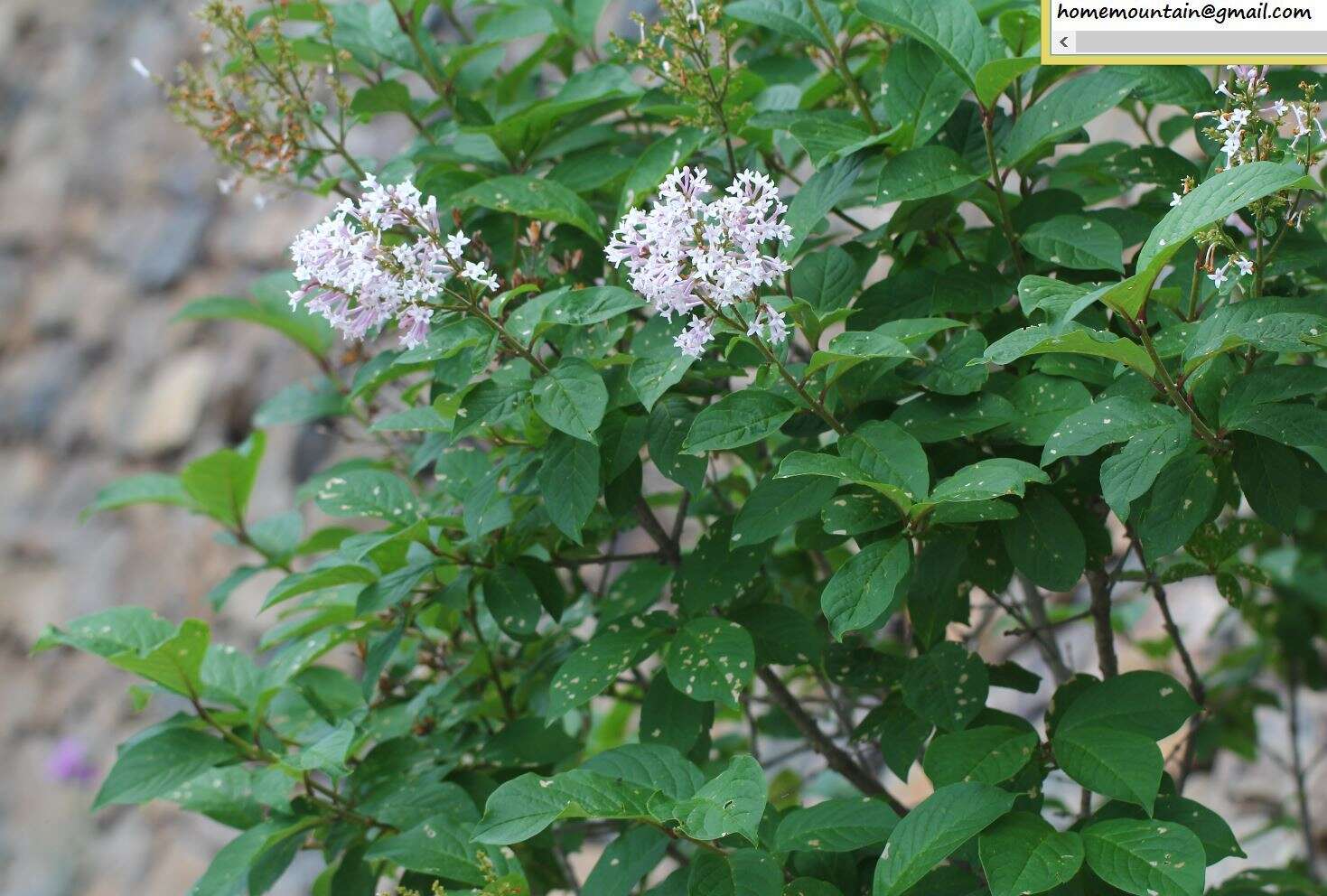 صورة Syringa villosa Vahl