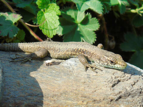 Image of Darevskia rudis svanetica (Darevsky & Eiselt 1980)