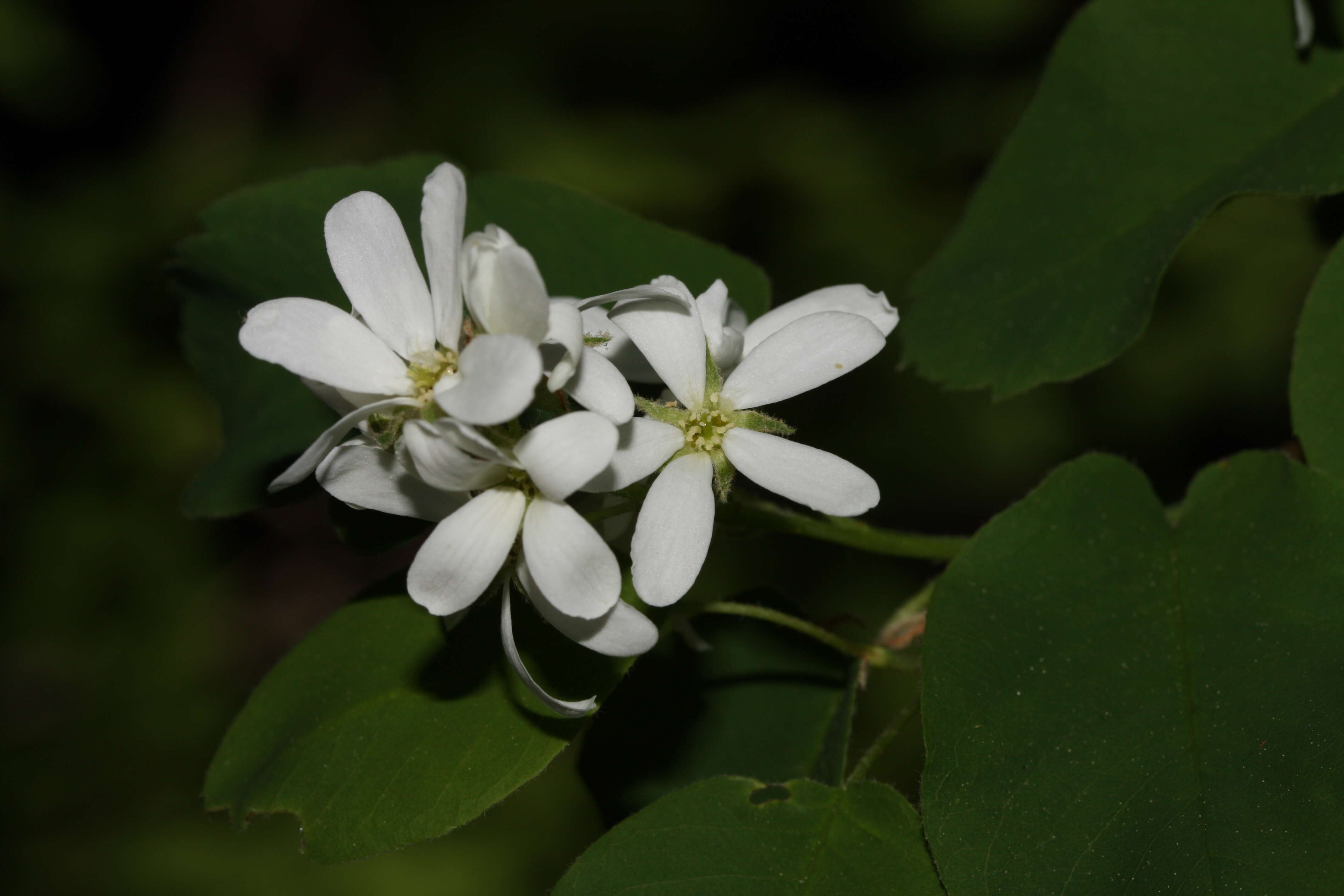 Слика од Amelanchier alnifolia (Nutt.) Nutt.