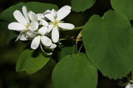 Слика од Amelanchier alnifolia (Nutt.) Nutt.