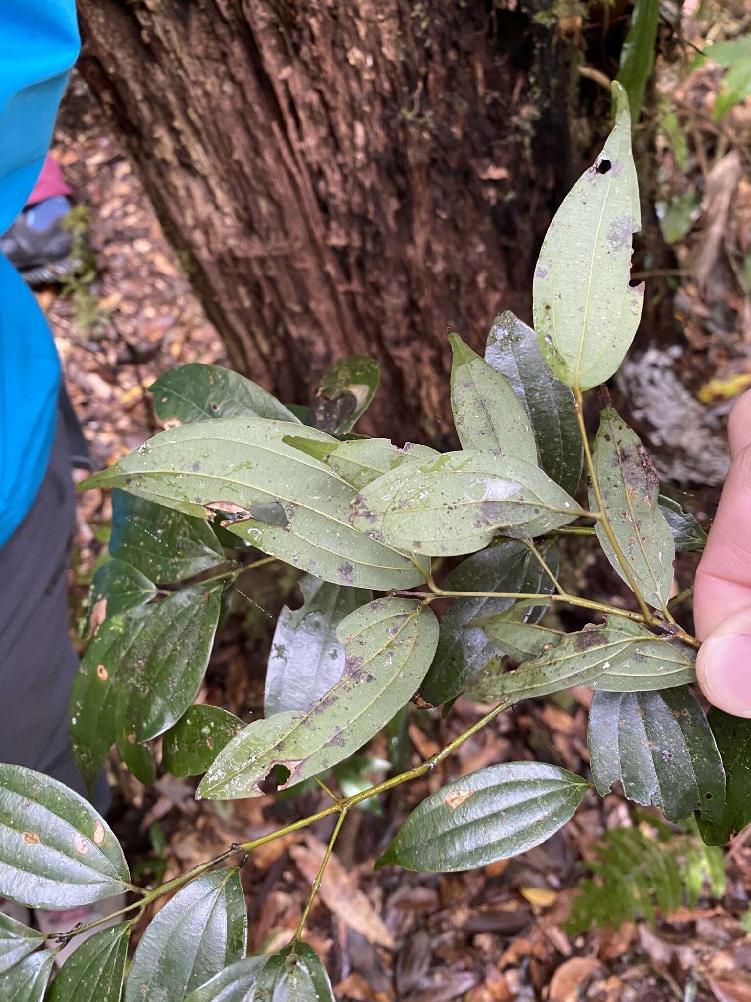 Image of Cinnamomum subavenium Miq.