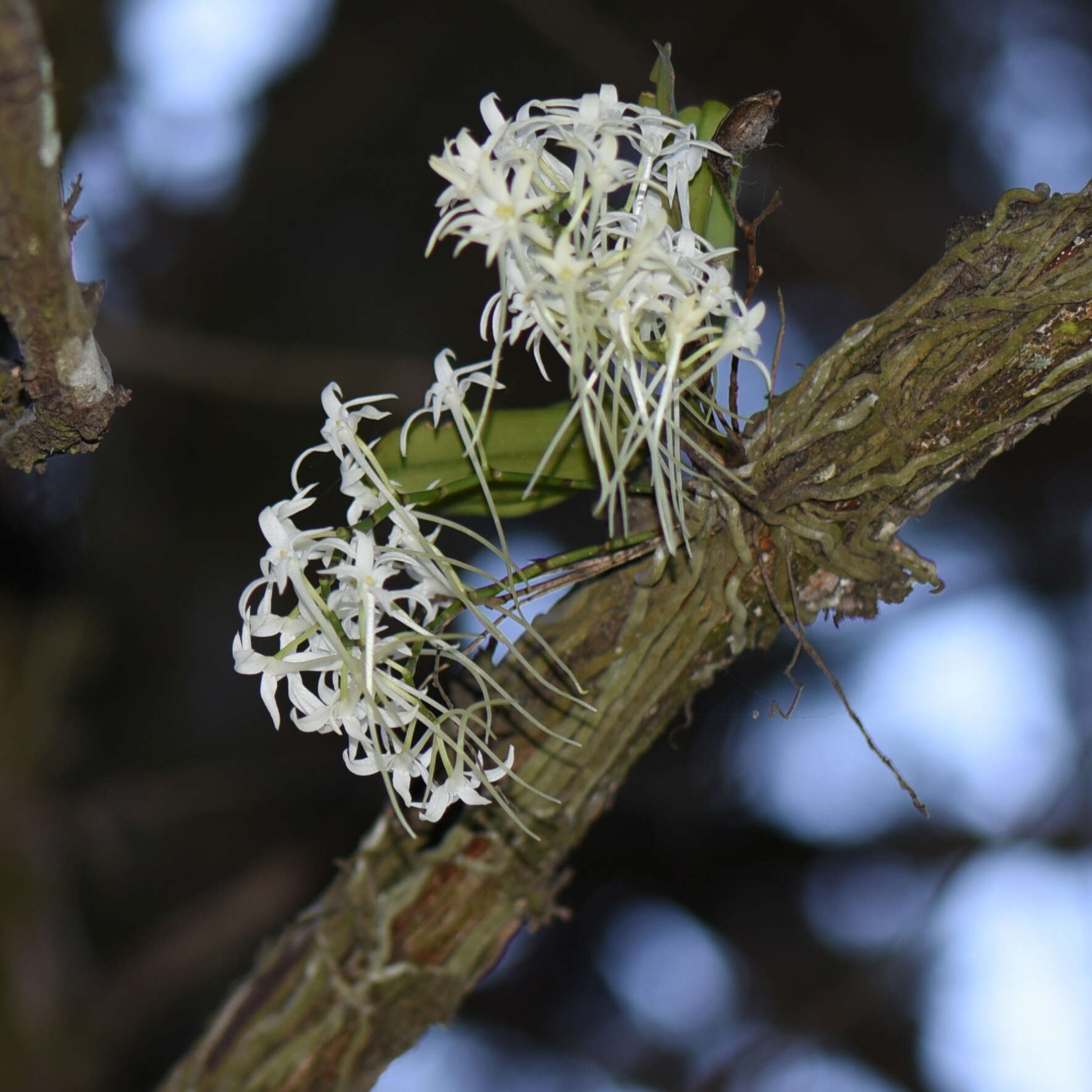 Mystacidium capense (L. fil.) Schltr. resmi