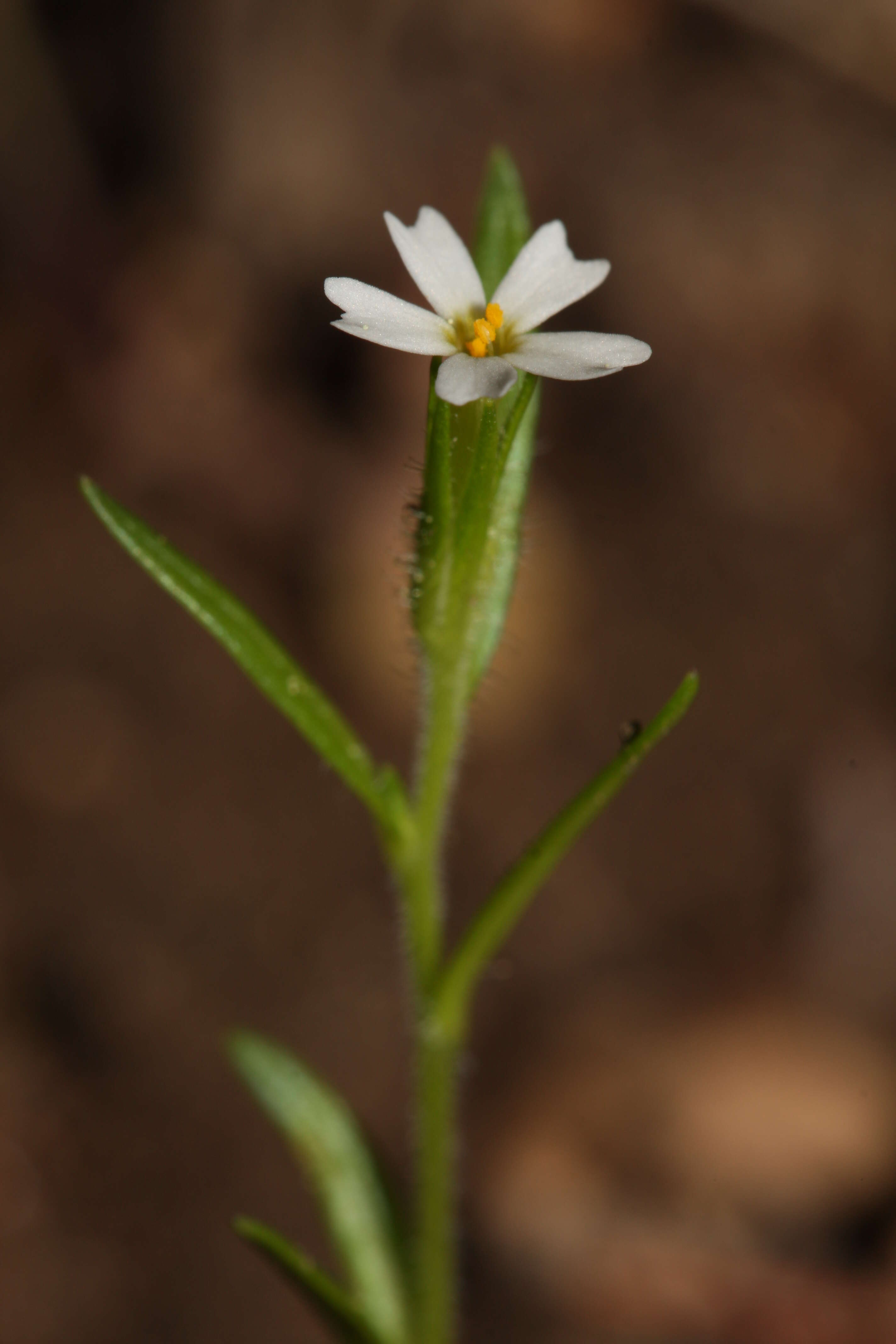 Image of slender phlox