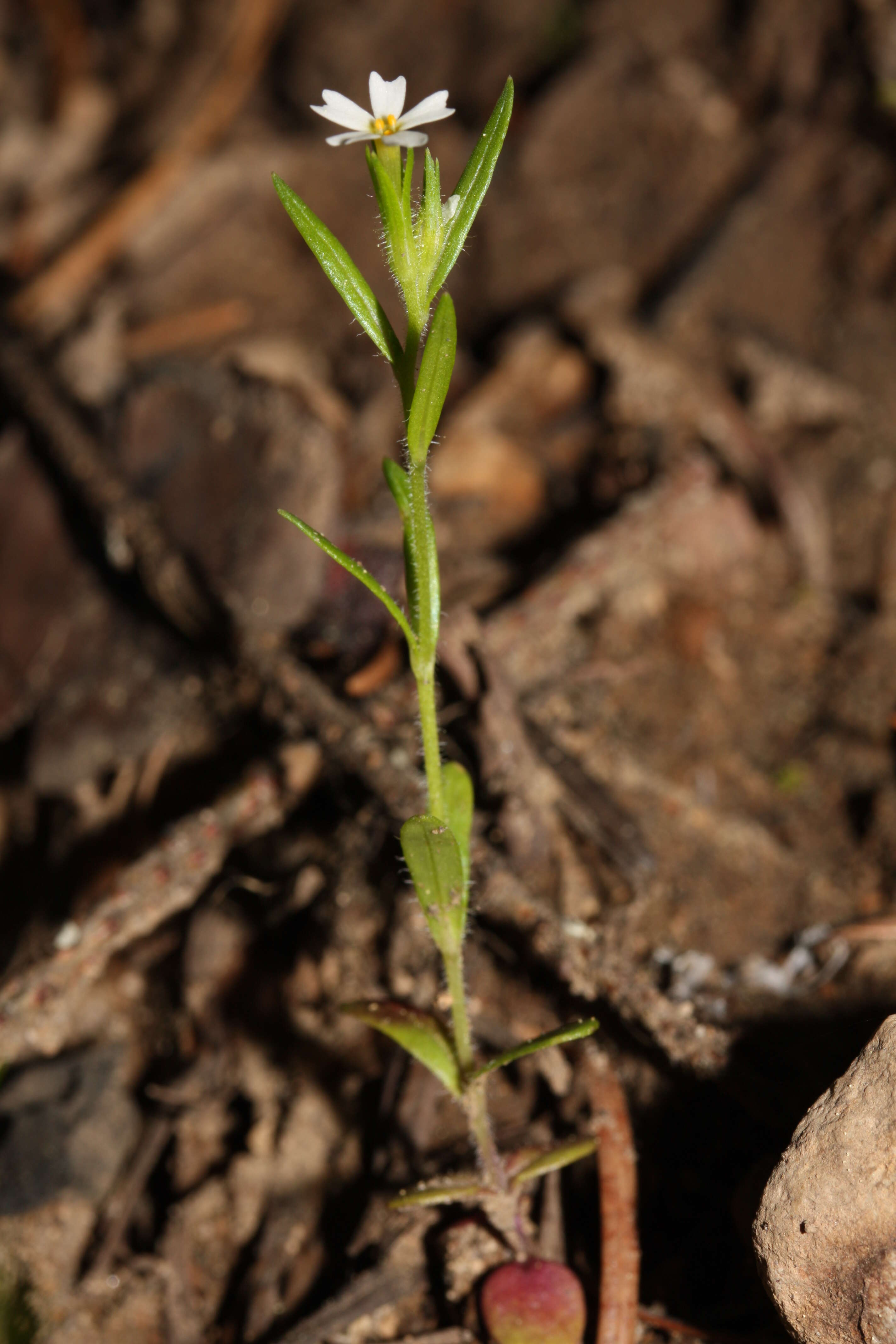 Image of slender phlox