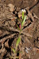 Image of slender phlox